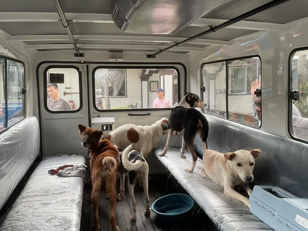4ID rescues 35 Stray Dogs at Demolished sites inside Camp Evangelista Military Reservation